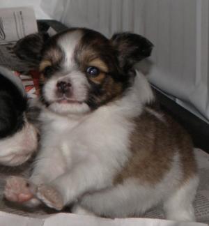 PapillonPuppies